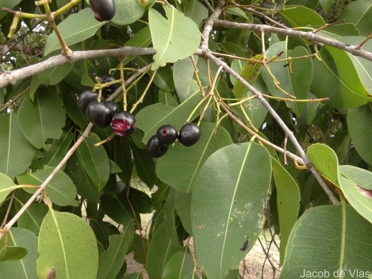Syzygium cumini (L.) Skeels